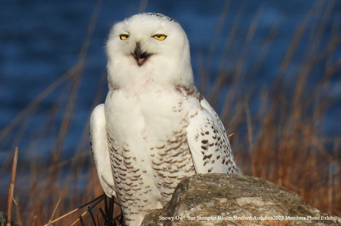 Bedford Audubon Society » 2025 Members' Photo Exhibit