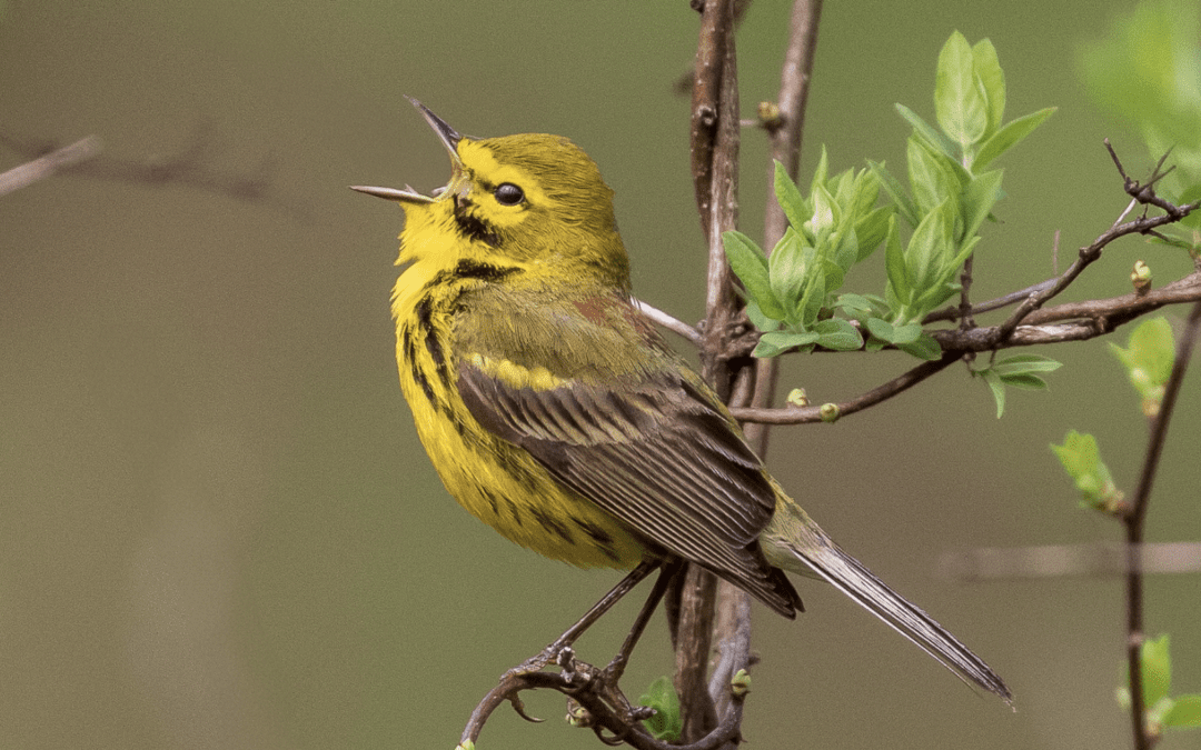 Announcing Bird-A-Thon 2025