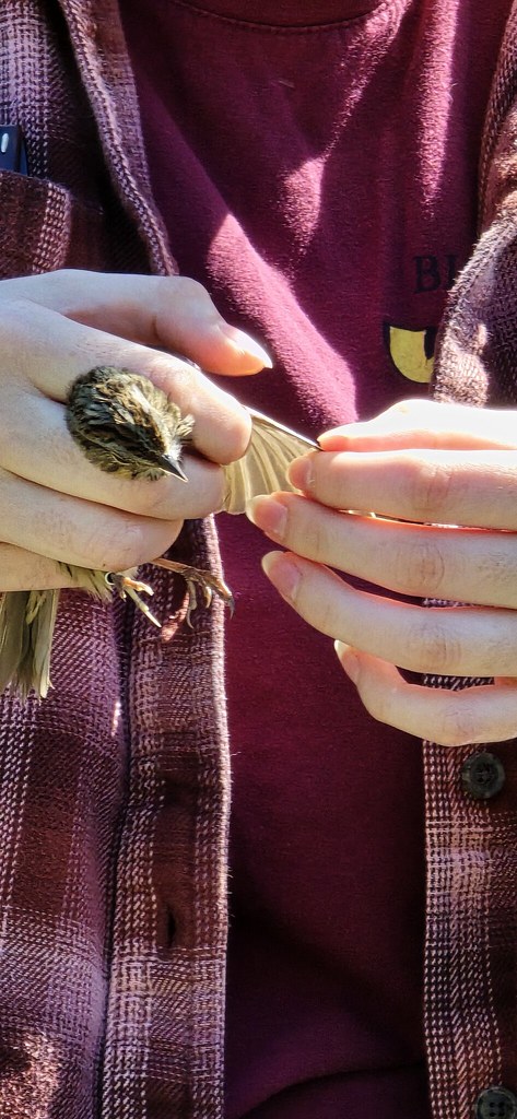 Lincoln's Sparrow. Doris Douek Lincoln's Sparrow being processed during Bird Banding demonstration at Bylane Farm
