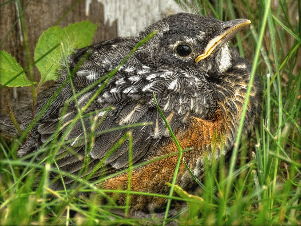American_Robin-fledgling-Pat_Kavanagh-BS-FI photo of American Robin Fledgling by Pat Kavanaugh