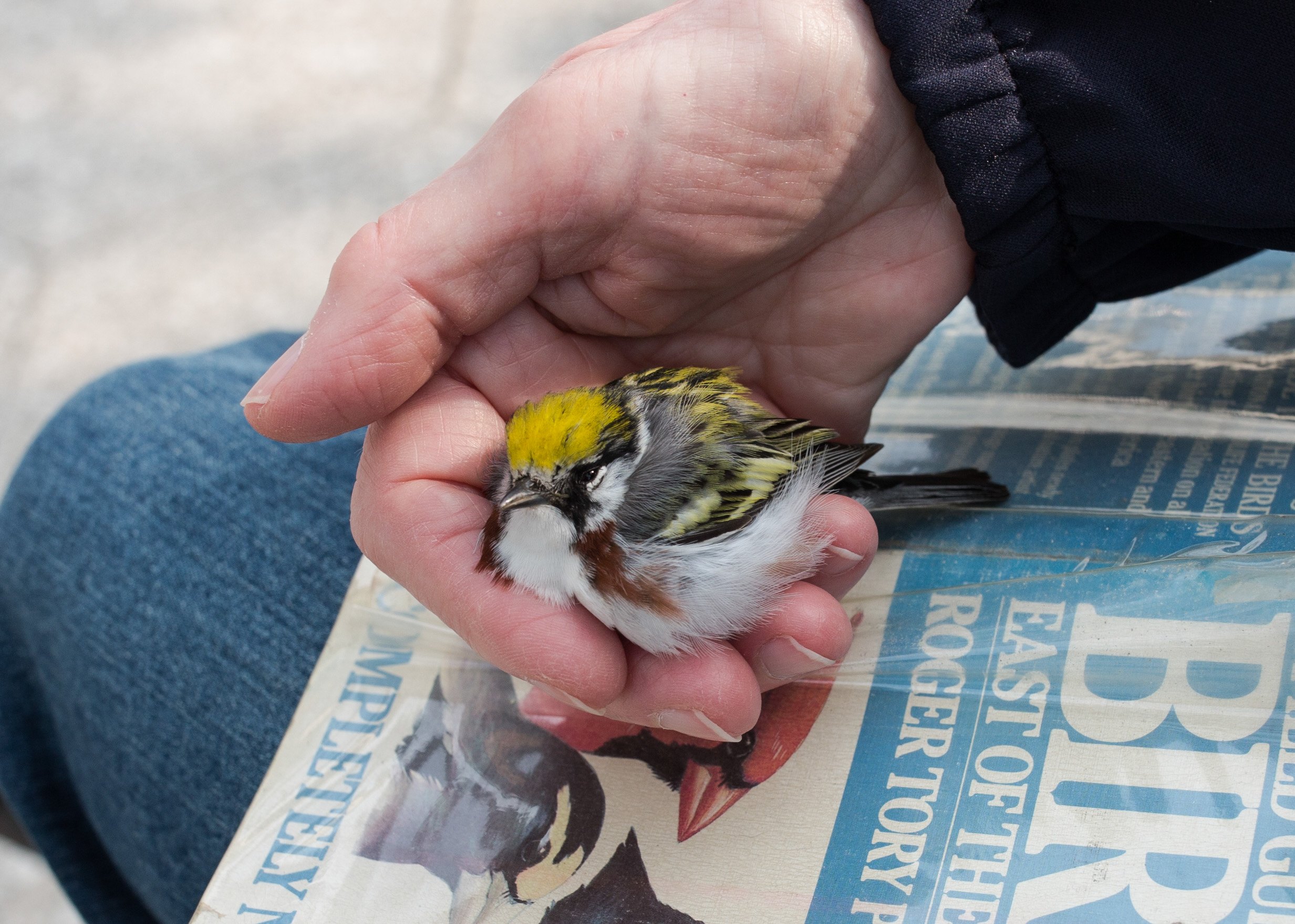 PSF_B3A014_Sophie_Butcher_edited Photo of Injured Bird
