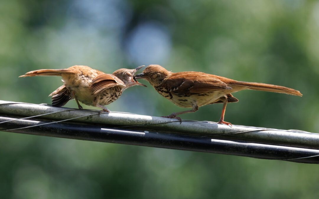 Brown Thrasher juvenile being fed by adult