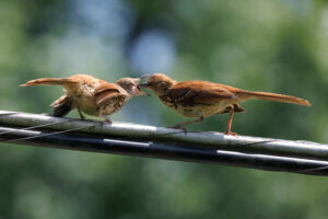 Brown Thrasher juvenile being fed by adult