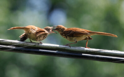 Birding Beyond the Fireworks: July Programs