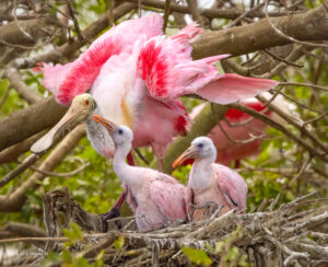 Roseate Spoonbills by Kara Mason