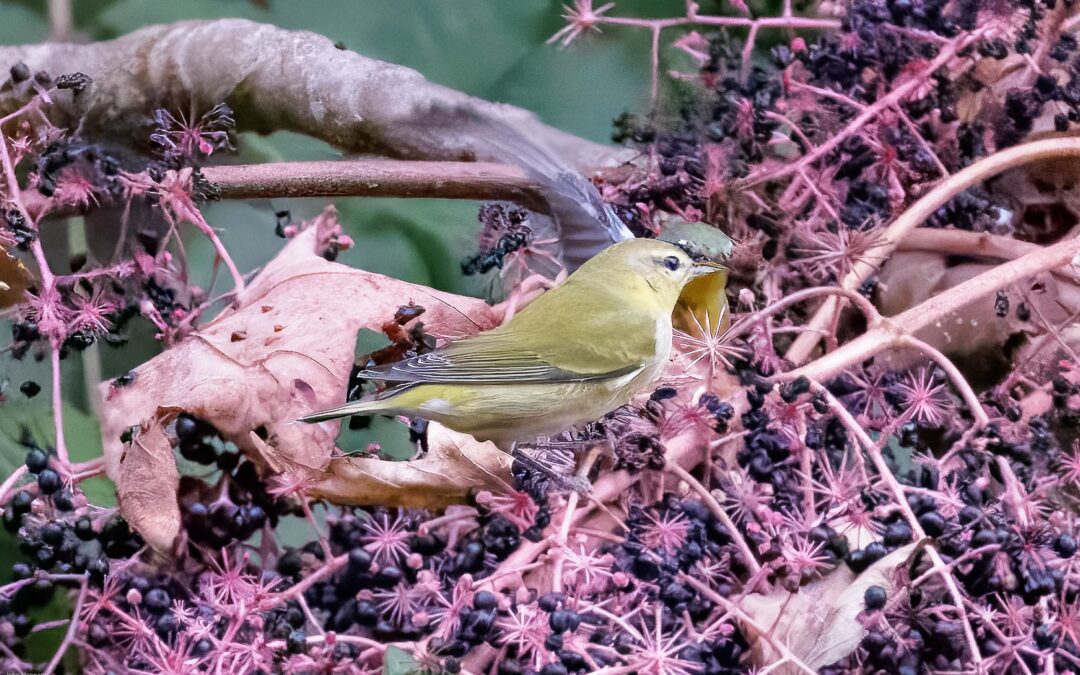 Tennessee Warbler John Hannan