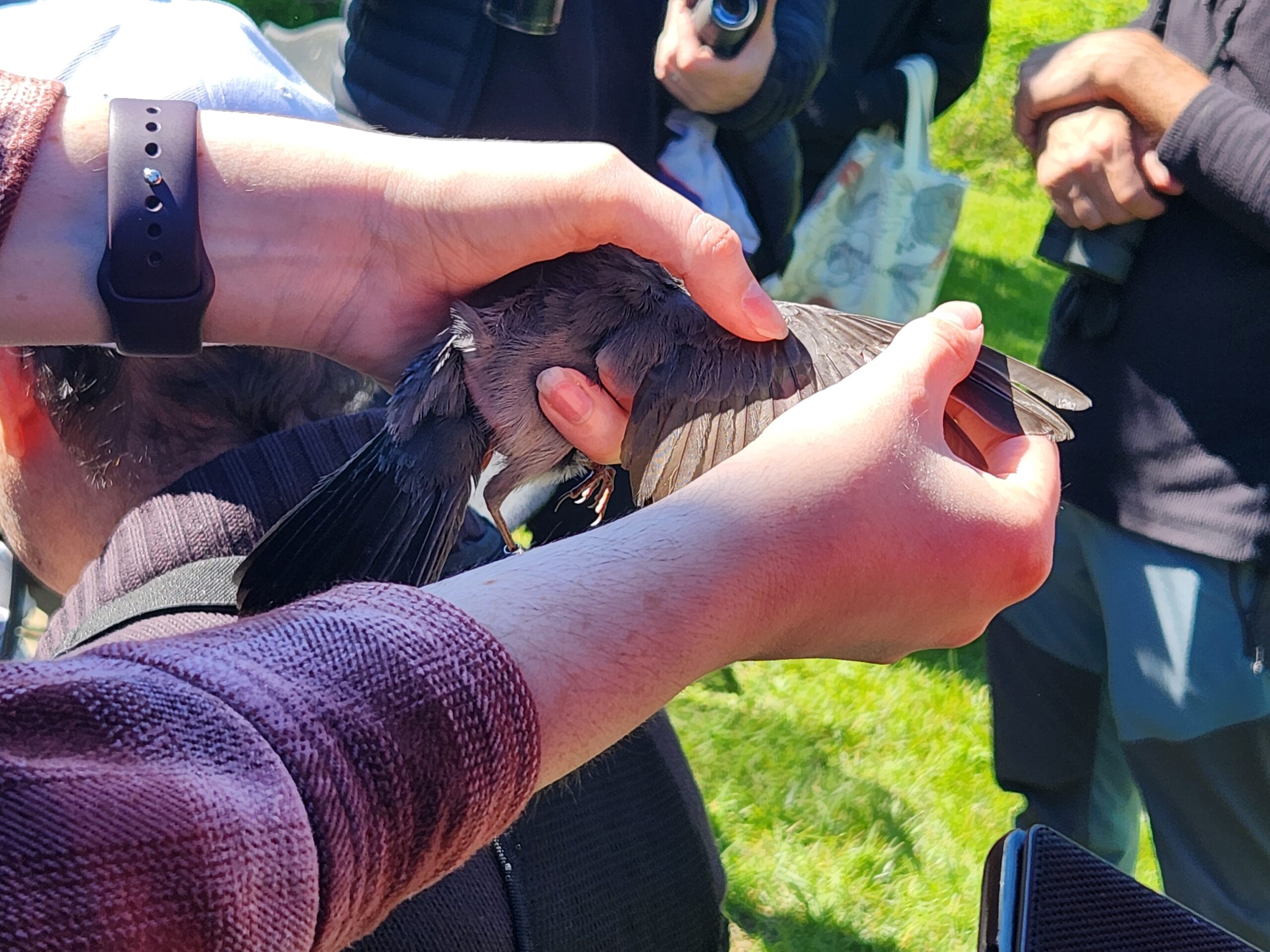 BA MAPS Bird Banding