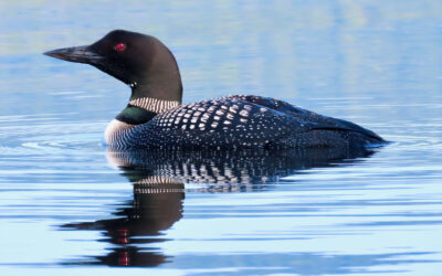 Gratitude and Great Events – November Programs are Here!