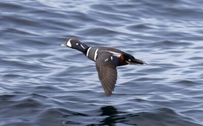 December Discoveries: New Ways to Explore, Learn & Connect