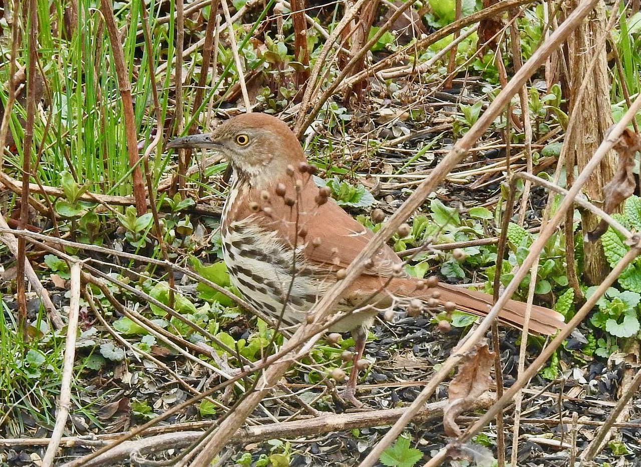 Brown Thrasher juvenile being fed by adult