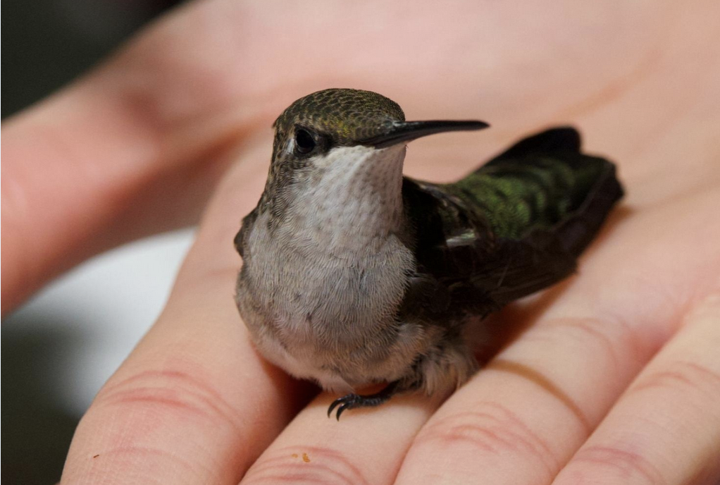 Photo of Debbie Burke