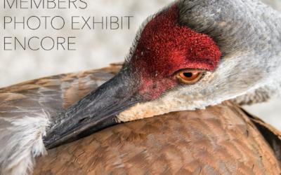 Members’ Photo Exhibit at the Larchmont Library