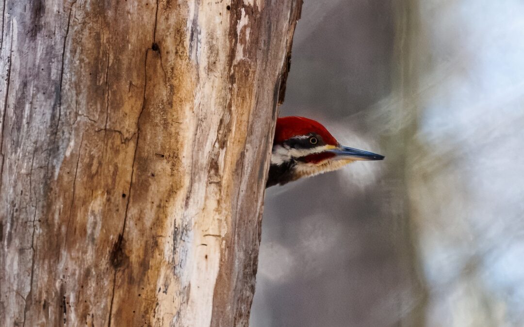 April Is For The Birds: — Join Us for Walks, Workshops and More!