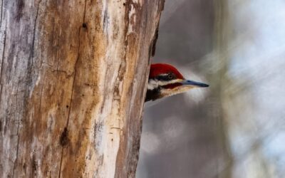 April Is For The Birds: — Join Us for Walks, Workshops and More!