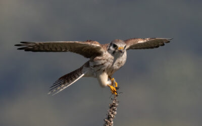 Early Migrants & Evening Flights: March Into Spring With Us!