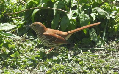 Warblers and Wanderers — May Migration Madness is Here!