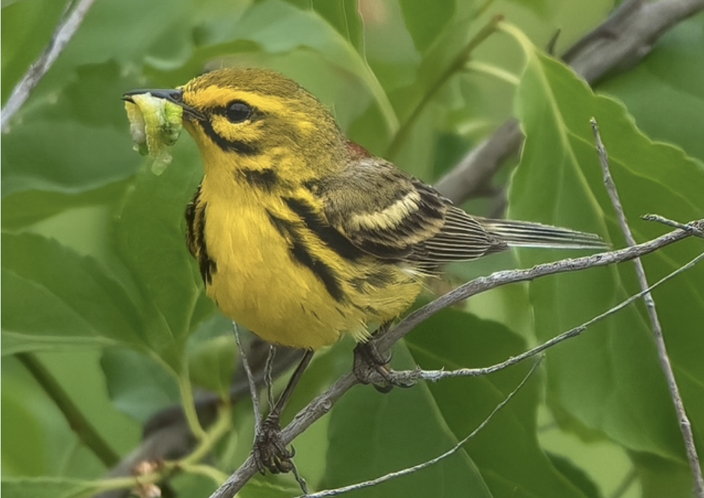 Prairie Warbler