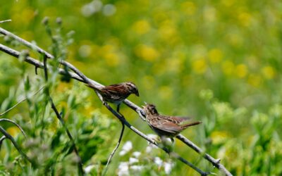 Birds, Butterflies & Behind-the-Scenes Science: Join us in July!