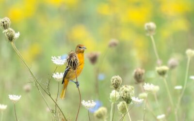 Slow Birding and Summer Discoveries: August Programs are Here!