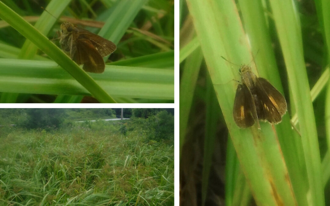 Tiny Butterfly, Big Deal