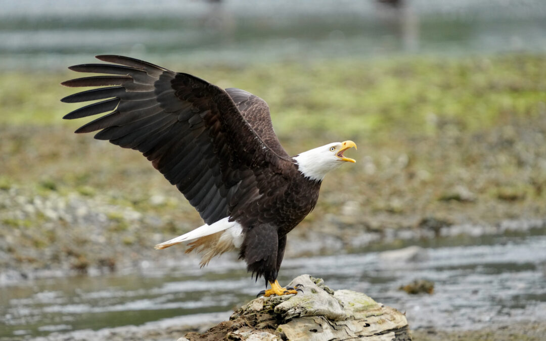 Soar Into September: Workshops, Walks and More!